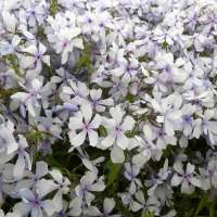 Phlox divaricata'Dirigo Ice'