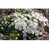 Phlox douglasi'White Admiral'