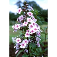 Phlox maculata'Delta'