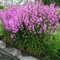 Phlox maculata'Alpha'