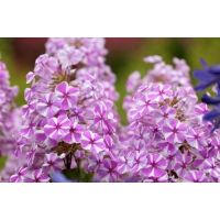 Phlox maculata'Natascha'