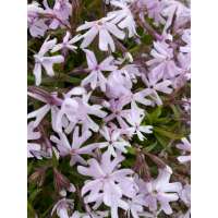 Phlox bifida'Petticoat'