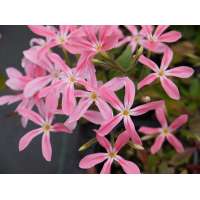 Phlox adsurgens'Wagon Wheel)