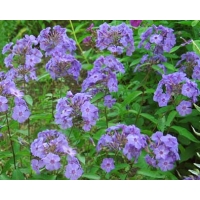 Phlox paniculata'Blue Boy' 