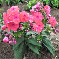 Phlox paniculata'Flame Coral'