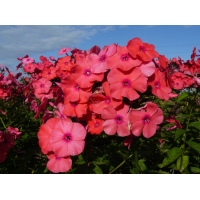 Phlox paniculata'Spitfire'