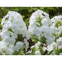 Phlox paniculata'White Admiral' 