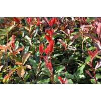 Photinia fraseri'Camilvy' 