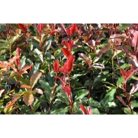 Photinia fraseri'Camilvy' 