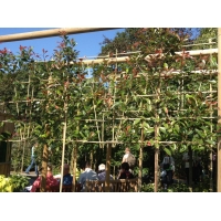 Photinia fraseri'Red Robin' leivorm 