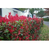Photinia fraseri'Red Robin' 