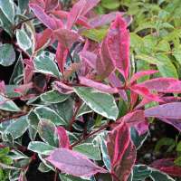 Photinia fraseri'Pink Marble' 