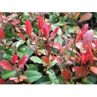 Photinia fraseri'Red Robin' 