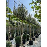 Elaeagnus ebbingei'Compacta' 