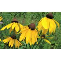 Rudbeckia grandiflora