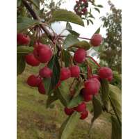 Malus hupehensis 