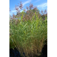 Phragmites australis