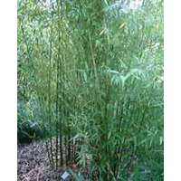 Phyllostachys viridiglaucescens-Bamboe 