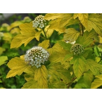 Physocarpus opulifolius'Dart's Gold 