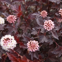 Physocarpus opulifolius'Lady in Red' 