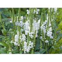 Physostegia virginiana'Crystal Peak White'
