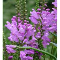 Physostegia virginiana'Rosea'