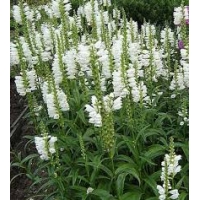 Physostegia virginiana'Alba'