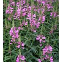 Physostegia virginiana'Vivid'