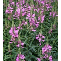 Physostegia virginiana'Vivid'