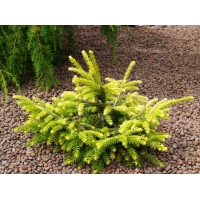 Picea abies'Goblin' 