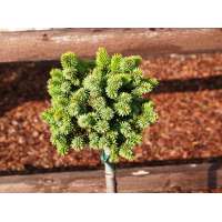 Picea abies'Mauthneralm' 