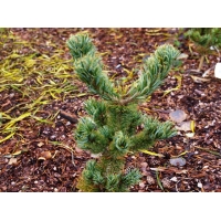 Pinus parviflora'Iribune' 