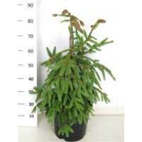 Picea abies'Acrocona' 
