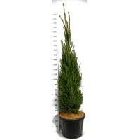 Picea abies'Cupressina' 