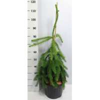 Picea abies'Inversa' 