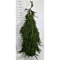 Picea abies'Inversa' 