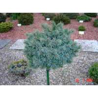 Picea engelmannii'Jasper' 