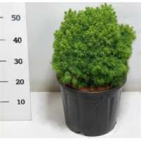 Picea glauca'Alberta Globe' 