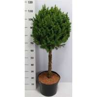 Picea glauca'Conica' 