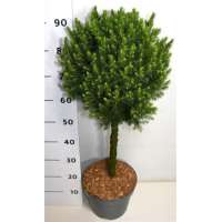 Picea glauca'Conica' 