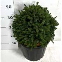 Picea glauca'Echiniformis' 