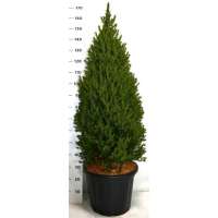 Picea glauca'Perfecta' 