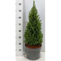 Picea glauca'Perfecta' 