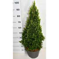 Picea glauca'Rainbow's End' 