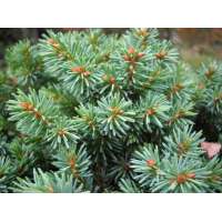 Picea glauca'Pardubicky' 
