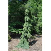 Picea glauca'Pendula' 