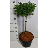 Picea omorika'Nana' 