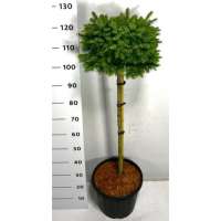 Picea omorika'Nana' 