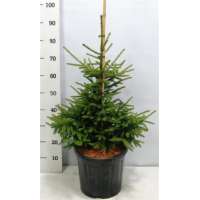 Picea orientalis'Aureospicata' 