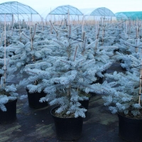 Picea pungens'Edith' 